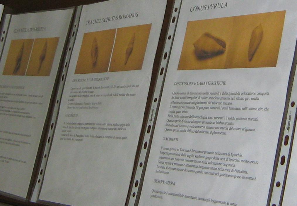 Festa erbe palustri (+ mostra fossili)